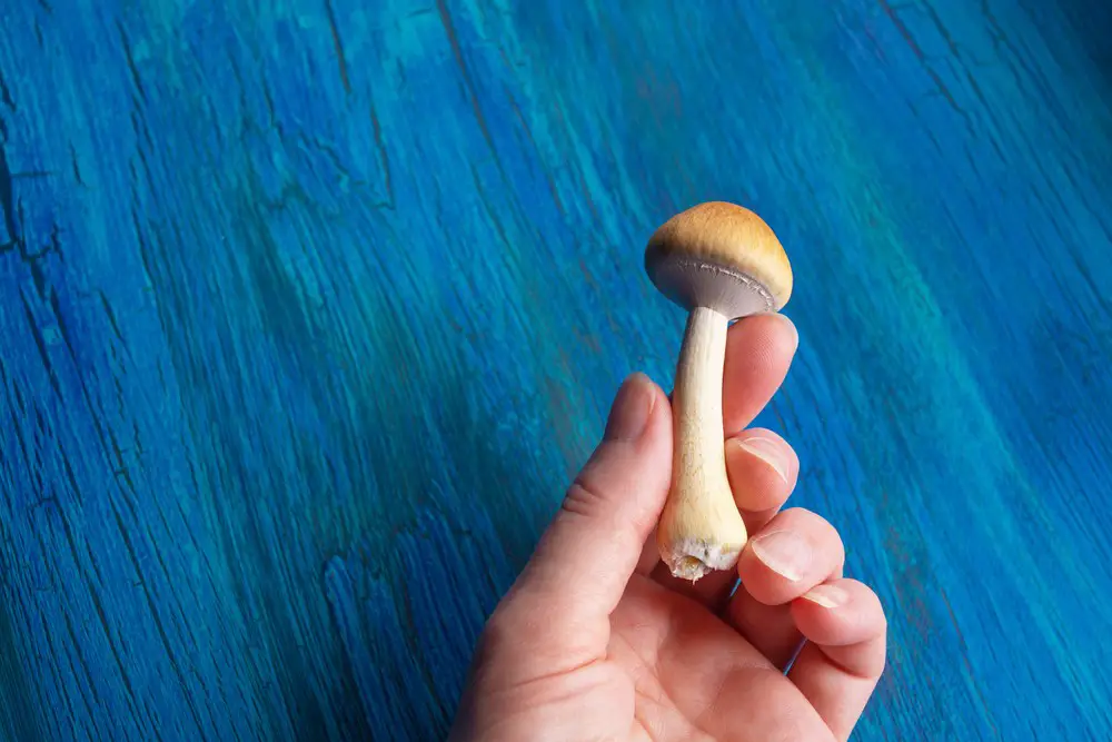 can-you-sleep-on-shrooms-debunking-myths-and-exploring-facts-rest