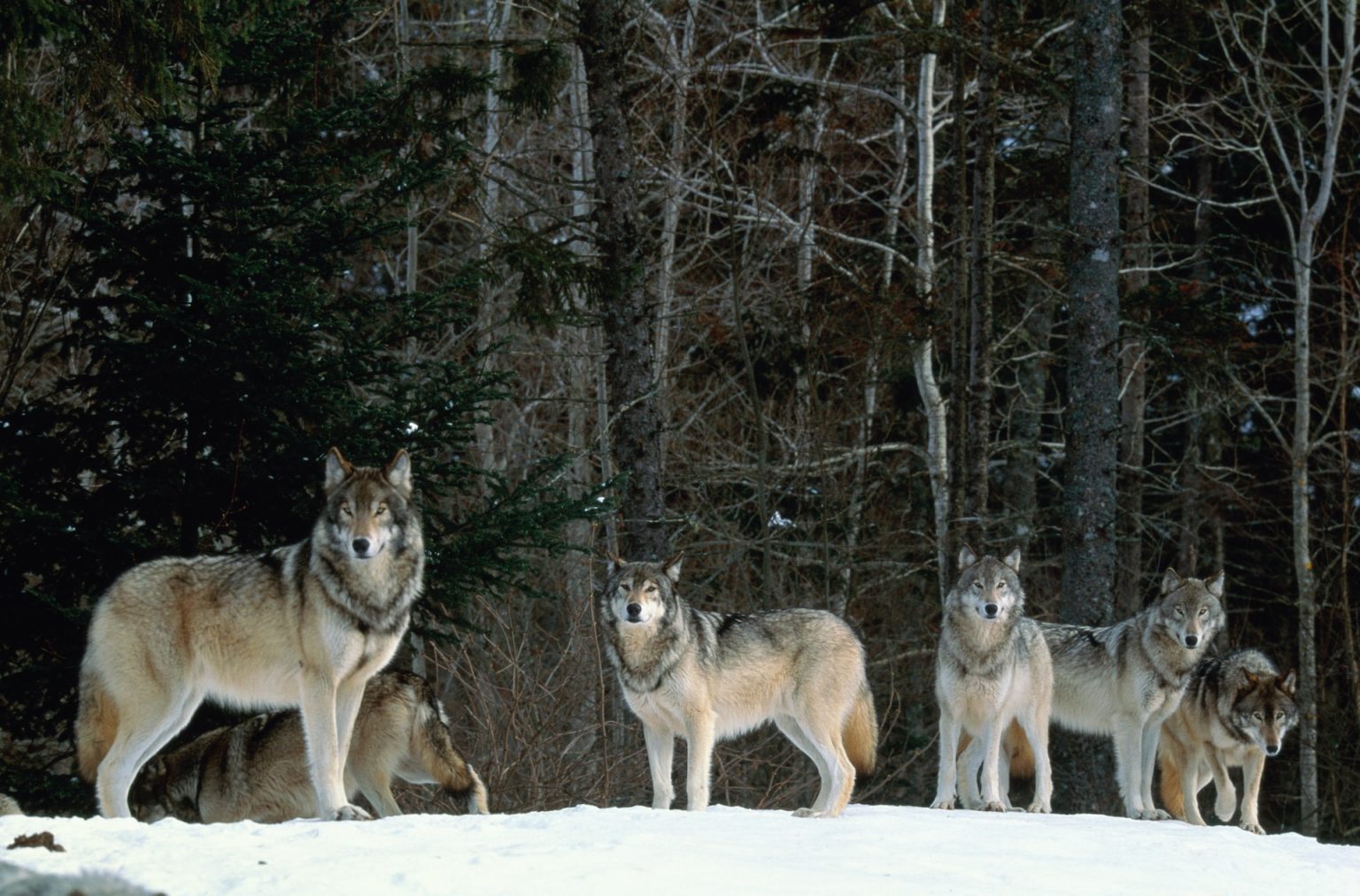 Animals That Represent Resilience: 10 Inspiring Species Defying All Odds