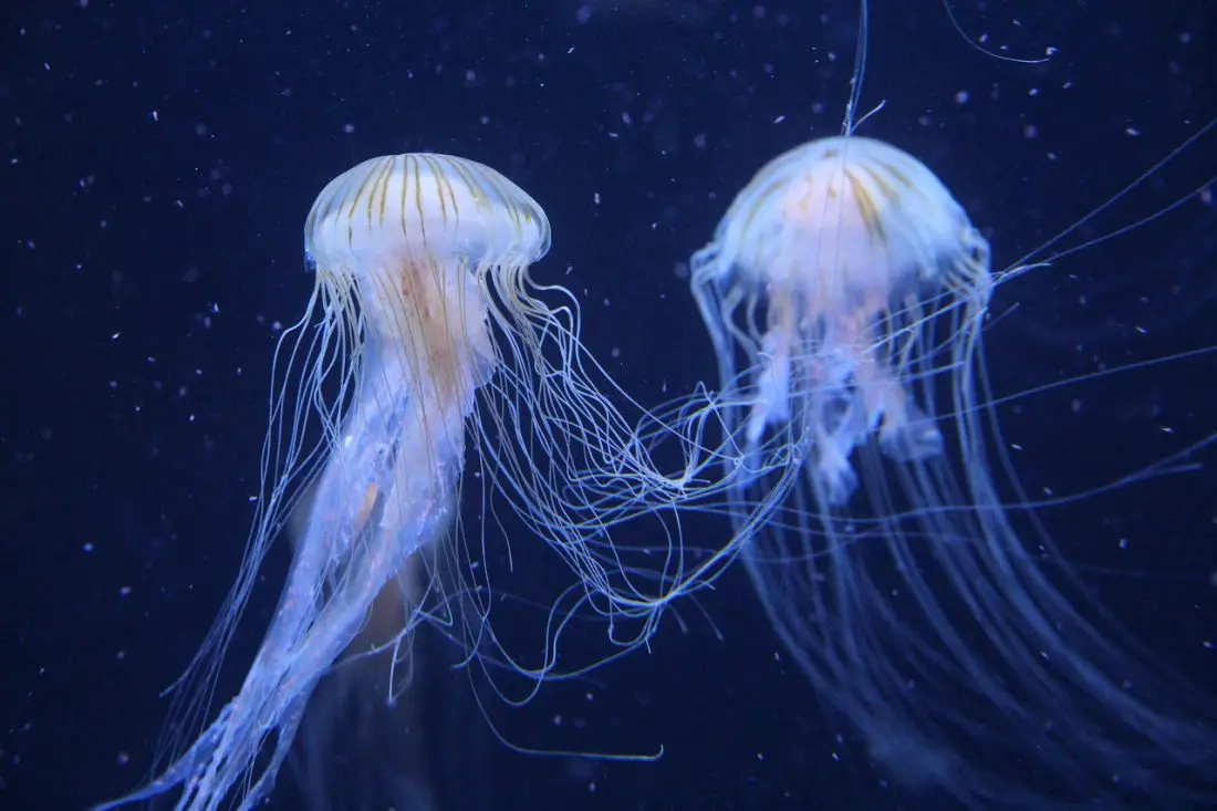 jellyfish, animals, nature