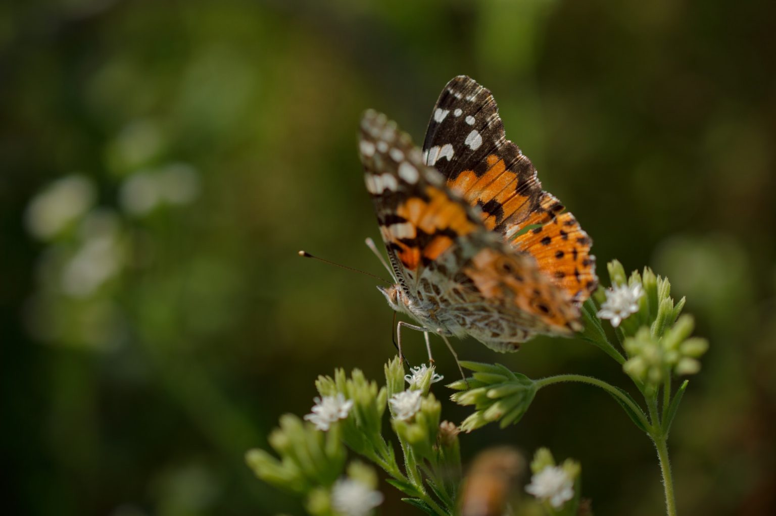 Animals That Represent Resilience: 10 Inspiring Species Defying All Odds